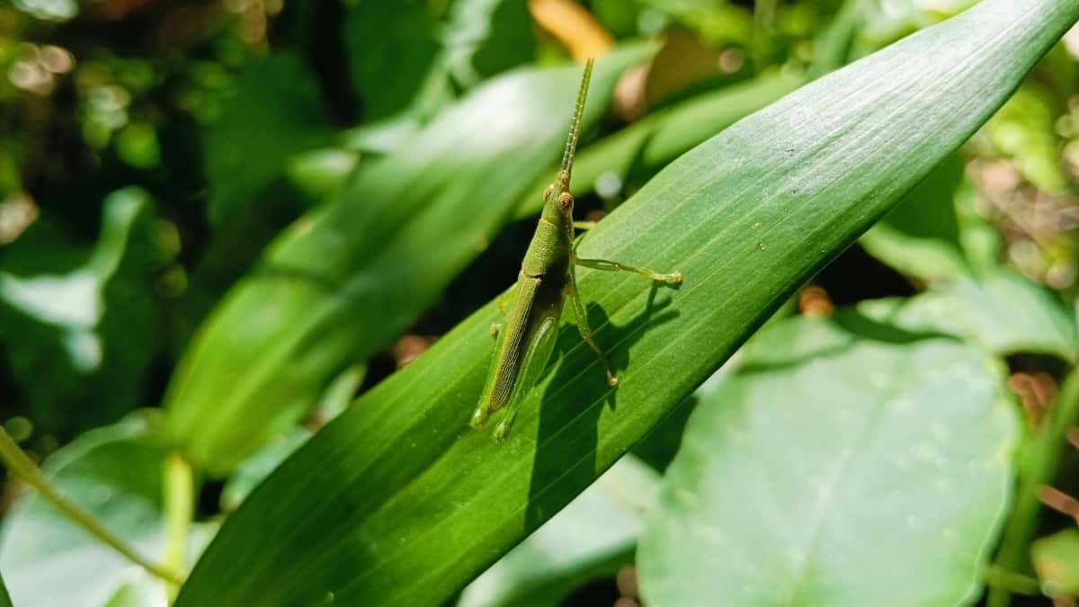 Kako pronaći kineske Takatak kreatore za suradnju s mikro influencerima?