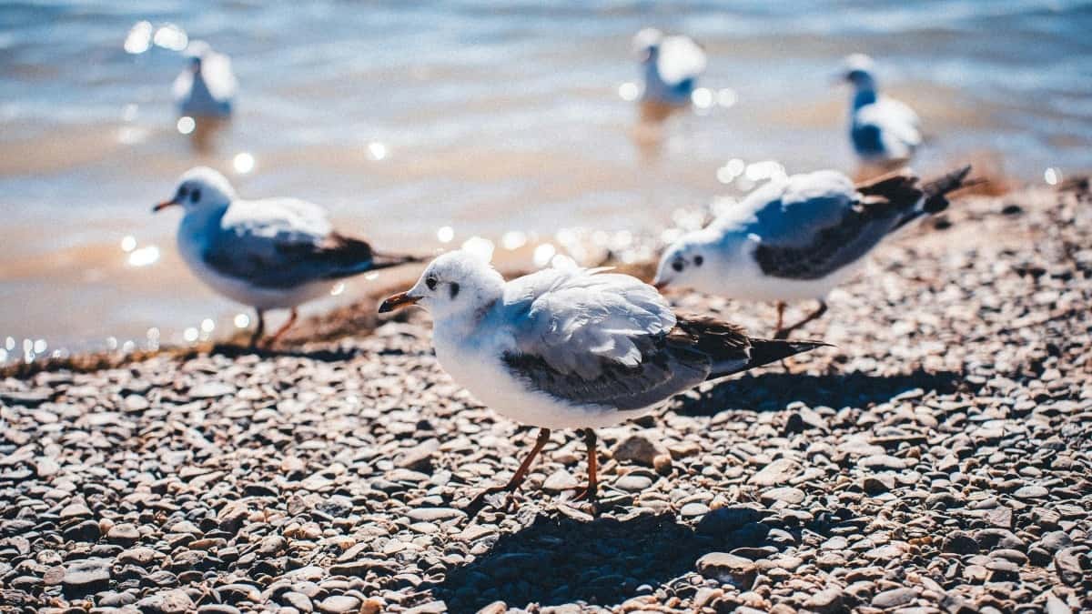 Kako doći do ciparskih brendova putem KakaoTakta i dobiti publiku