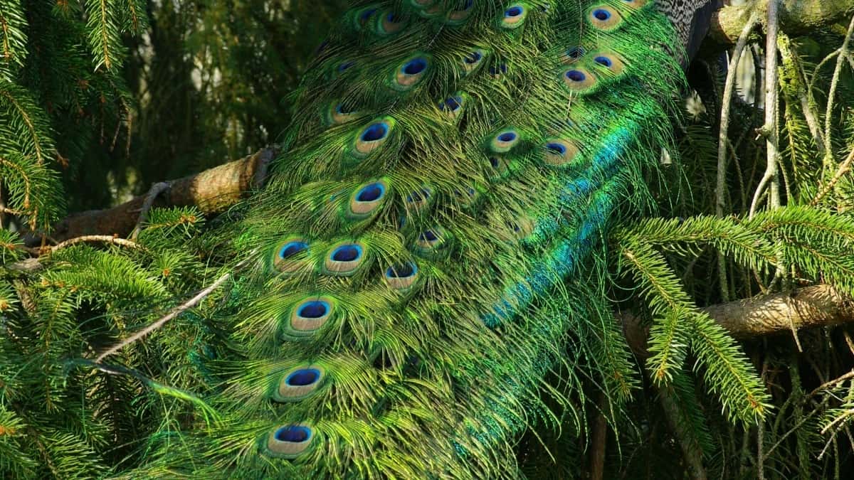 Kreatori: Kako dosegnuti rumunske brendove na KakaoTalku
