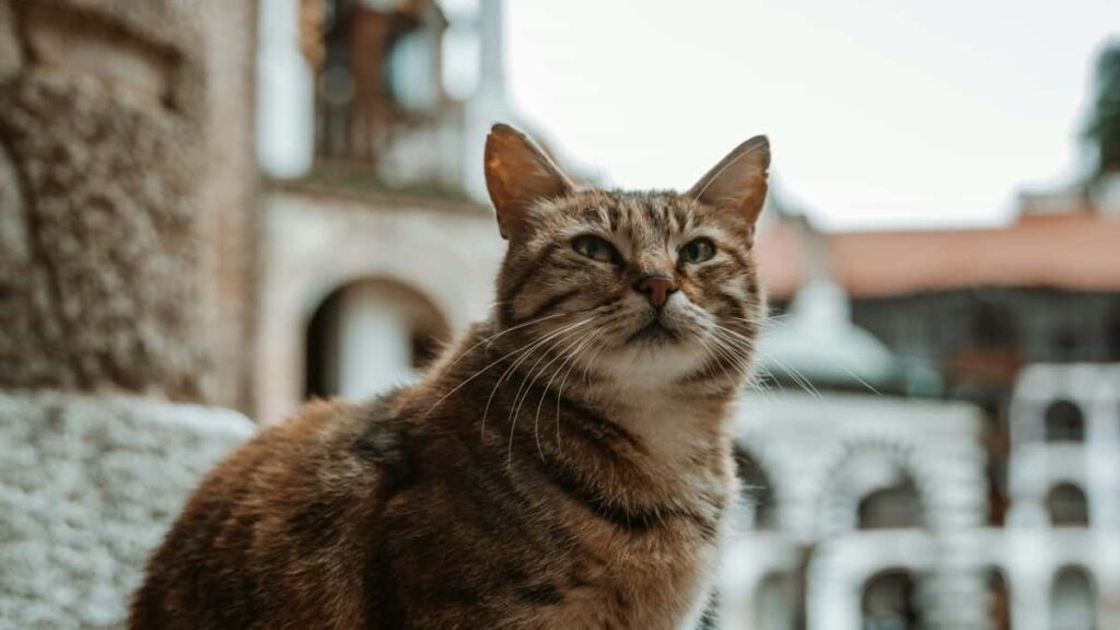 Praktican vodic za hrvatske oglasivace: kako locirati i angazirati irske Rumble kreatore za makeup tutorijale, s taktikama, rizicima i primjerima.
