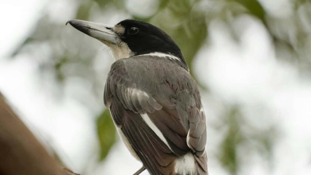 Praktican vodic za oglasivace u Hrvatskoj: kako locirati i angazirati Panama kreatore na Josh i slicnim platformama da dosegnu fanove muzike.