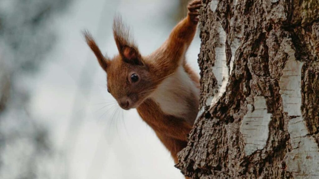 Prakticni vodic za hrvatske oglasivace: kako identifikovati, kontaktirati i aktivirati argentinske Clubhouse kreatore za brzo podizanje prodaje kroz influencer hype.