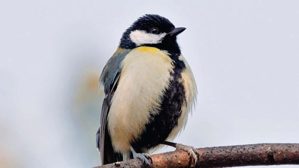 Praktican vodic za oglasivace iz Hrvatske kako locirati, provjeriti i ugovoriti argentinske Discord kreatore za promociju sezonskih ponuda taktike, alati i primjeri.