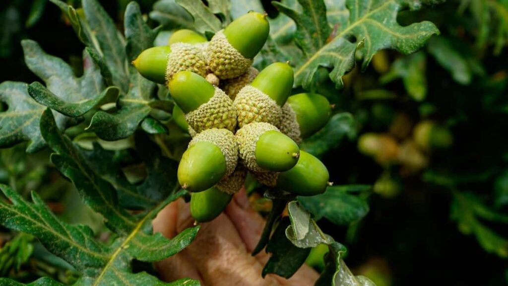 Praktican vodic za hrvatske oglasivace: kako identificirati, kontaktirati i angazirati kolumbijske kreatore na Bilibili za promociju novih proizvoda.