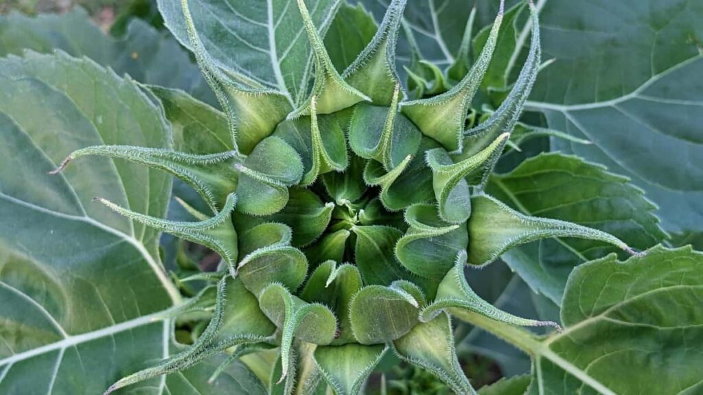 Praktican vodic za hrvatske oglasivace kako pronaci, odabrati i aktivirati bangladeske YouTube kreatore za promociju wellness rutina taktike, rizici i brzi planovi.