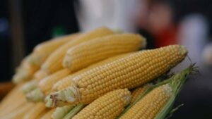 Praktican vodic za hrvatske kreatore kako dosegnuti brendove iz Obale Bjelokosti na Bilibili, dizajnirati snazne CTA-ove i konverzijske tokove relevantne za africku Gen Z publiku.