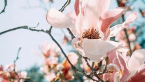 Praktican vodic za hrvatske oglasivace: kako locirati, procijeniti i angazirati finske kreatore na Xiaohongshu za reaction kampanje albuma, uz taktike, rizike i primjere.