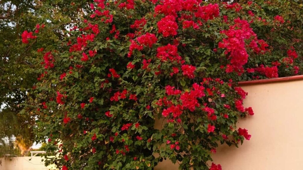 Praktican vodic za hrvatske kreatore: kako ciljano kontaktirati panamske brendove na Etsyu i predstaviti se kao ambasador fitness proizvoda.