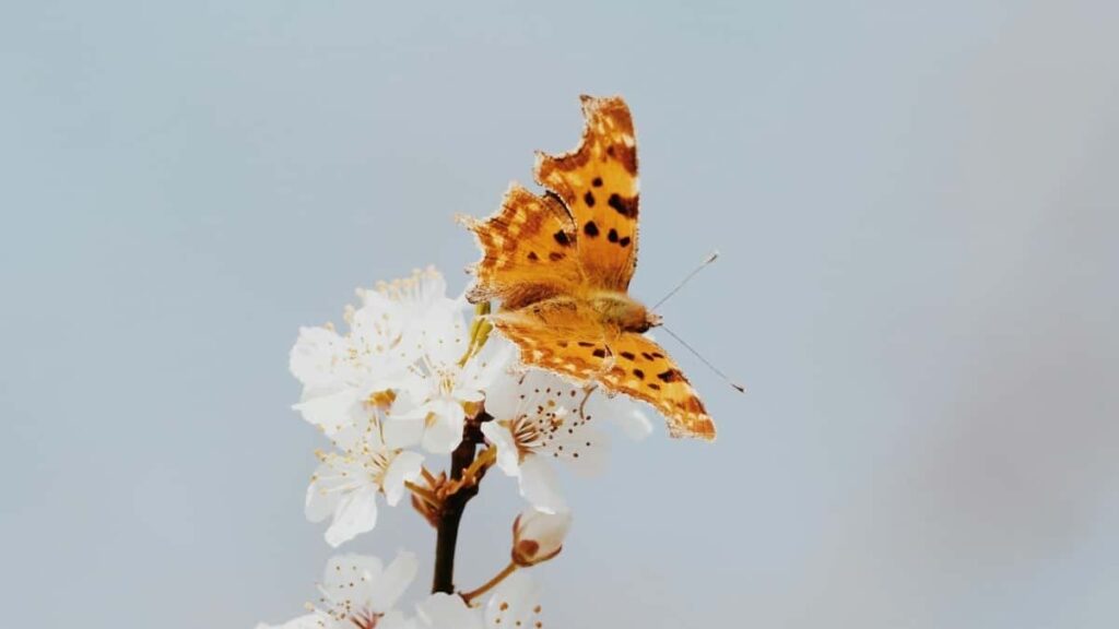 Praktican vodic za hrvatske kreatore koji zele dogovoriti sponzorstva s bangladeskim brendovima na YouTubeu taktike, lokalni rizici i primjeri iz regije.