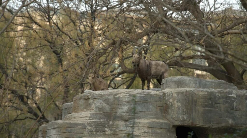 Praktican vodic za hrvatske kreatore: kako dosegnuti latvijske brendove na TikToku, pregovarati o sponzoriranim alatima i ispravno otkriti suradnje.