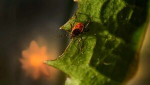 Praktican vodic za hrvatske kreatore: kako ciljano pronaci, pristupiti i graditi dugorocne suradnje s kazahstanskim brendovima putem Clubhousea.